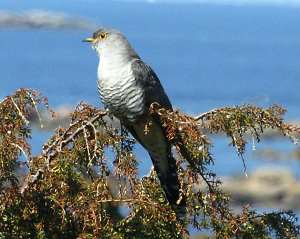 Cuco común, Cuculus canorus, características, hábitos y comportamiento