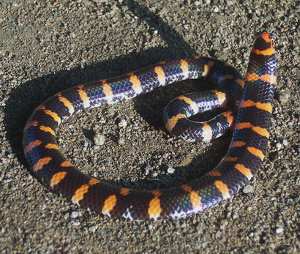 Cylindrophis ruffus