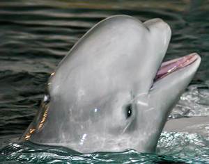 Beluga o ballena blanca, Delphinapterus leucas, información de la especie