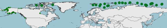 Distribución de Beluga, Delphinapterus leucas