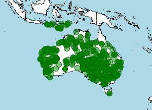 Distribución del Diamante mandarín, Taeniopygia guttata