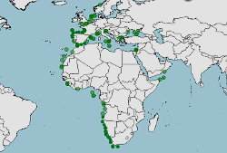 Distribución de la anchoa, boquerón, Engraulis encrasicolus