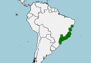 Distribución de Haddadus binotatus, rana de hojarasca