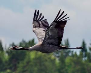 Grulla común (Grus grus), características, hábitat, alimentación y reproducción