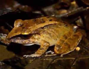 Haddadus binotatus, rana de hojarasca