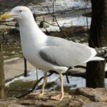 Larus argentatus, gaviota argéntea