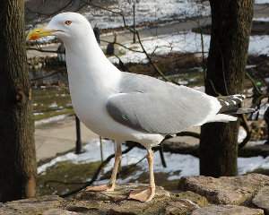 Larus argentatus o gaviota argéntea, información de la especie