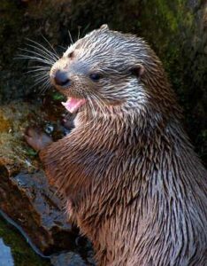 Nutria, Lutra lutra, características, información y hábitat