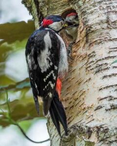 Pico picapinos, Dendrocopos major, hábitat, alimentación y más…