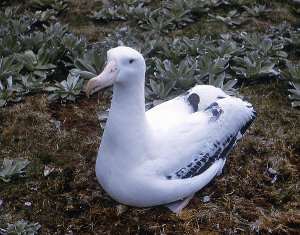 Albatros – familia Diomedeidae. Un Ave imponente