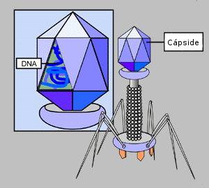 Bacteriófagos, definición, estructura y usos mediciales