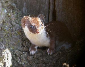 Comadreja, Mustela nivalis