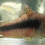 Corydoras aeneus, bronce