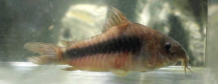 Corydoras aeneus bronce, un limpiador de fondo para el acuario