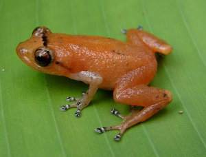 Diasporus gularis, rana naranja de esmeralda