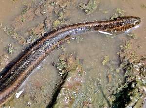 Enhydris enhydris: serpiente de barro arcoíris