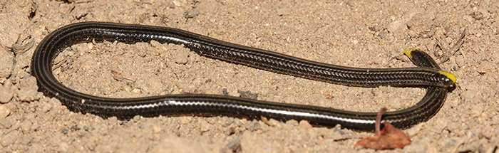 Epictia magnamaculata, culebra ciega negra, serpiente de las Islas Caribeñas