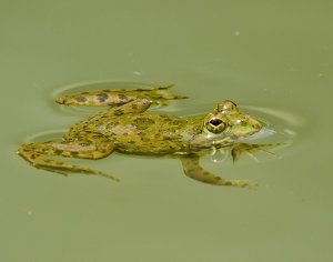 Euphlyctis cyanophlyctis, rana saltadora