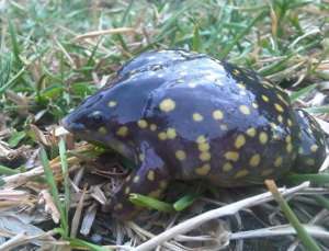 Hemisus guttatus, rana moteada de nariz de pala