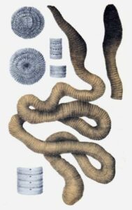 Oligoquetos, gusanos segmentados, características, alimentación y reproducción