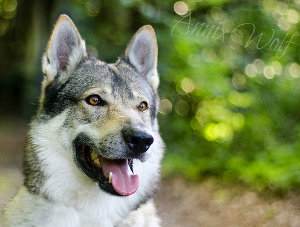 Perro lobo checoslovaco