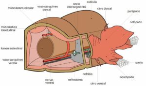 Poliquetos – el maravilloso mundo de la clase Polychaeta