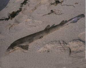 Scyliorhinus canicula, pintaroja