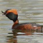 Zampullín cuellirrojo, Podiceps auritus