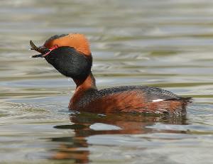 Descubriendo al  zampullín cuellirrojo (Podiceps auritus)