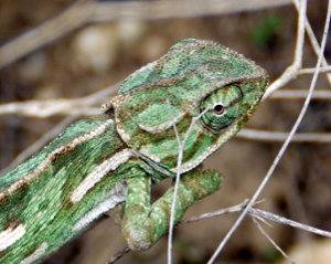 Camaleón común, Chamaeleo chamaeleon