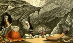 Antozoos – clase Anthozoa. Maravillosos habitantes marinos