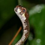 Aplopeltura boa