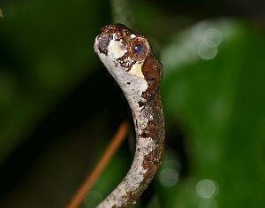 Aplopeltura boa