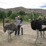 Aves más grandes del mundo