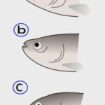 Boca de los peces: tipos en función de su especialización