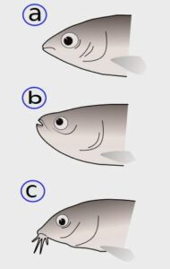 Boca de los peces: tipos en función de su especialización