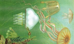 Cubozoos. Un grupo de invertebrados muy peligrosos