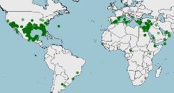 Distribución de Hemidactylus turcicus, Salamanquesa rosada