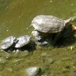 Galápago leproso, Mauremys leprosa