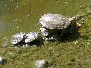 Galápago leproso, Mauremys leprosa