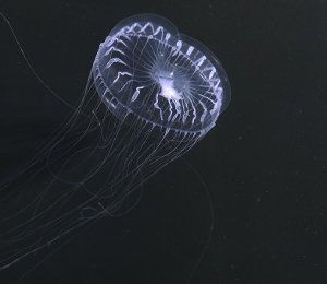 Hidrozoos, Hydrozoa