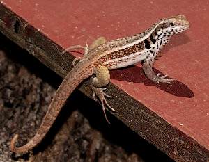 Leiocephalus lunatus, lagarto rizado de Santo Domingo