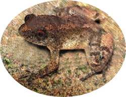 Nyctibatrachidae