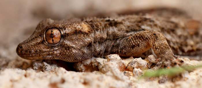 Tarentola angustimentalis, perenquén majorero