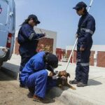 Qué hacer con un perro abandonado