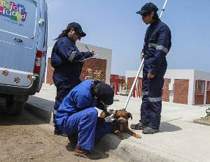 Qué hacer con un perro abandonado