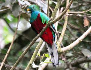 Quetzal – Pharomachrus mocinno. Un ave majestuosa