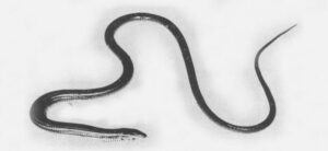 Tetradactylus africanus – información del Lagarto látigo africano