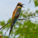 Abejaruco común, Merops apiaster