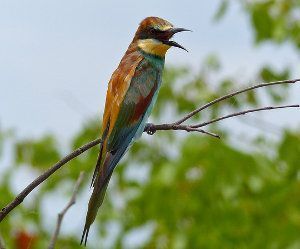 Abejaruco común, abejaruco europeo, Merops apiaster